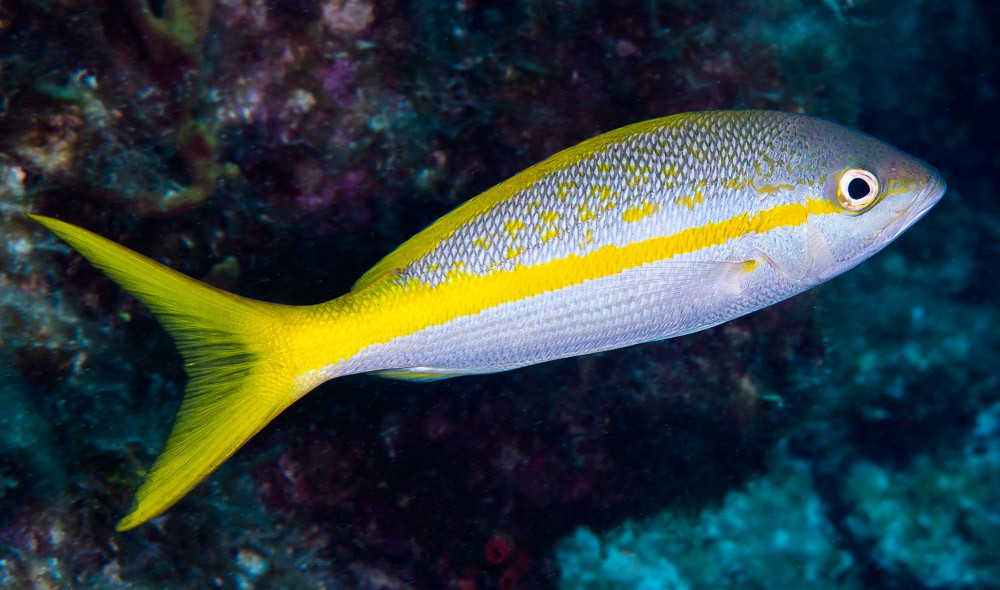 Yellowtail Snapper
